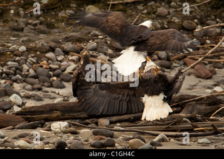 Weißkopf-Seeadler (Haliaetus Leucocephalus) in Squamish, BC, Kanada Stockfoto