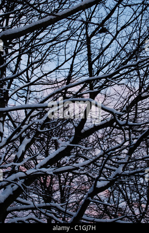 Winterzweige in Schottland Stockfoto