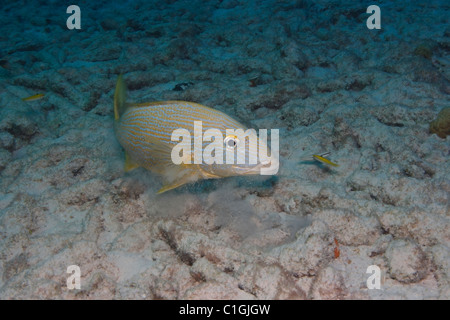 Halten Grunt (Sciurus Haemulon) schwimmen über Korallen Schutt Stockfoto