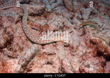 Sharptail Aal (Myrichthys Breviceps) auf Nahrungssuche in Koralle Schutt Bereich. Stockfoto