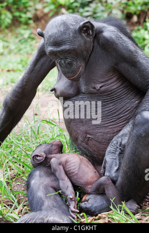 Mutter und Baby Bonobo-Schimpansen bei der Wallfahrtskirche Lola Ya Bonobo, demokratische Republik Kongo Stockfoto