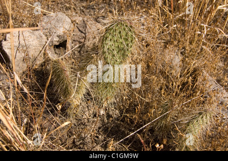 Young Stachelige Birne Kaktus (Opuntia sp) Stockfoto