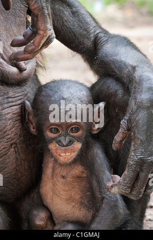 Mutter und Baby Bonobo-Schimpansen bei der Wallfahrtskirche Lola Ya Bonobo, demokratische Republik Kongo Stockfoto