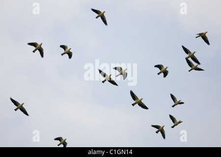 Imperial White-Taube (Ducula Luctuosa), strömen im Flug. Stockfoto