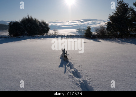 Jack Russell Terrier in tief verschneiter Landschaft Stockfoto
