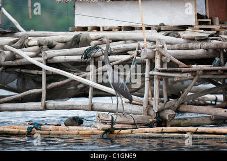 Groß-billed Reiher (Ardea Sumatrana Sumatrana) auf einer Fischerei-Plattform. Stockfoto