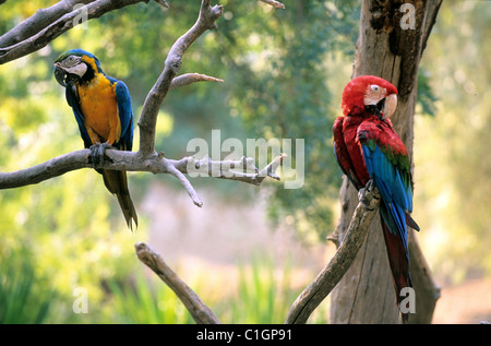 Frankreich, Aude, afrikanische reserve von Sigean, Papageien Stockfoto