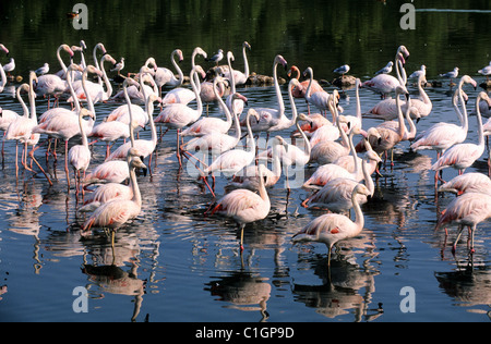 Frankreich, Aude, afrikanische reserve von Sigean, rosa flamingos Stockfoto