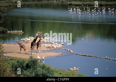 Frankreich, Aude, afrikanische reserve von Sigean, giraffe Stockfoto