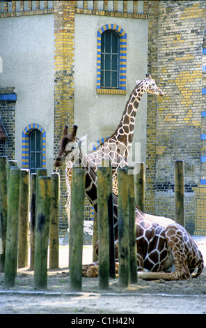 Deutschland, Berlin, Giraffen der Zoologische Garten Stockfoto