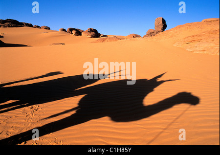 Libyen, Sahara, Kamel Trekking im Tassili Maghidet Stockfoto