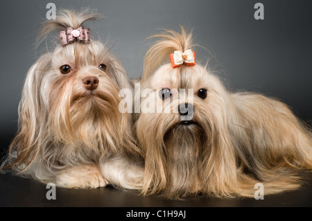 BOLONKA ZWETNA und Welpen im studio Stockfoto