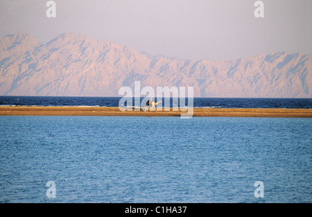 Ägypten, Rotes Meer, Kamel und Beduinen am Strand von Ras Abu Galum vor den Bergen von Saudi Arabien Stockfoto