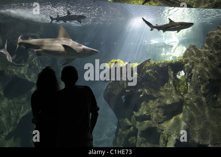 Frankreich, Charente Maritime Aquarium von La Rochelle, das Becken von Haien Stockfoto
