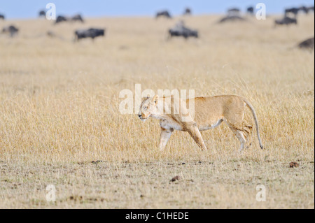 Eine Löwin geht vorbei an grasenden Gnus eine Savanne der Masai Mara in Kenia. Stockfoto