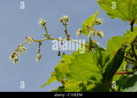 Weibliche Blüten der Hopfen, Humulus lupulus Stockfoto