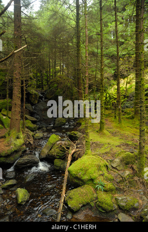 Ein Nebenfluss des Lee in der Nähe der Quelle In Gougane Barra Stockfoto