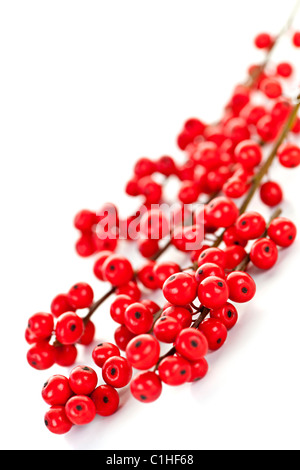 Winterberry Weihnachten Zweige mit roten Stechpalme Beeren Stockfoto