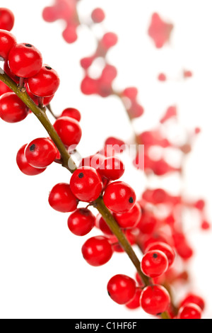 Winterberry Weihnachten Zweige mit roten Stechpalme Beeren Stockfoto