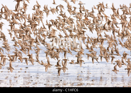 Western Sandpipers konvergieren am Copper River Delta in der Nähe von Cordova, Alaska, während der Migration in die Arktis zu tanken. Stockfoto