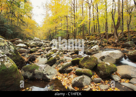 Fallen Sie szenische Moos bedeckt Felsen und gelbe Blätter am Big Creek im Great Smoky Mountains National Park in North Carolina. Stockfoto