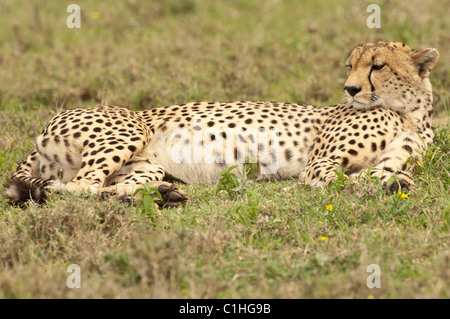 Stock Foto von einem männlichen Gepard Verlegung auf die kurze Grasebenen des Serengeti-Ökosystems. Stockfoto