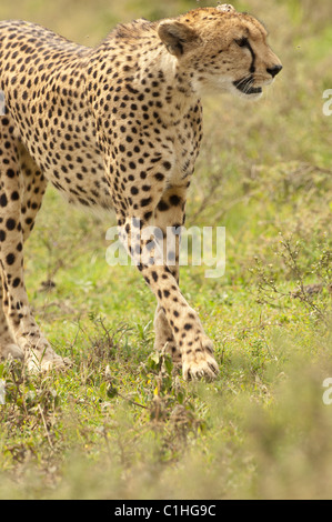 Stock Foto von einem Geparden zu Fuß über die kurze Grasebenen des Serengeti-Ökosystems Stockfoto