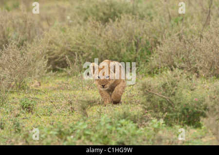 Stock Foto von einer kleinen Löwenjunges üben stalking. Stockfoto