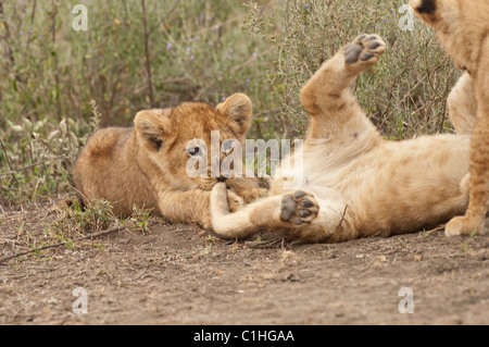 Stock Foto von Löwenbabys spielen. Stockfoto