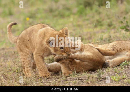 Stock Foto von Löwenbabys spielen. Stockfoto