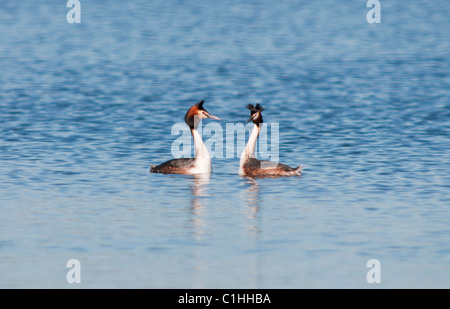 Haubentaucher (Podiceps cristatus) in der Balz Stockfoto