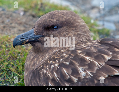 Braune subantarktischen Skua (Stercoraius Antarcticus Lonnbergi), Salisbury Plain, Süd-Georgien Stockfoto