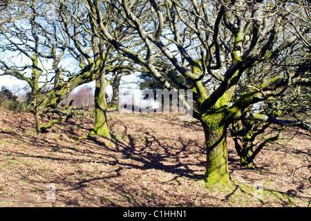 Eiche auf der Quantock Hills, West Somerset, England Stockfoto