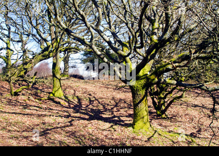 Eiche auf der Quantock Hills, West Somerset, England Stockfoto