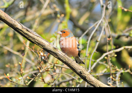 Buchfink Stockfoto
