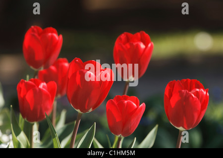 Tulpen, rot Stockfoto