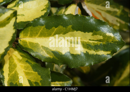 Elaeagnus Pungens 'Maculata' Stockfoto