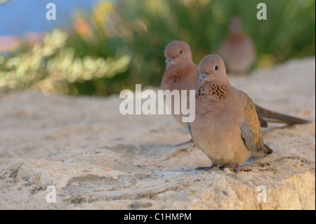 Ägyptische Tauben am Strand in Sharm El Sheikh Stockfoto