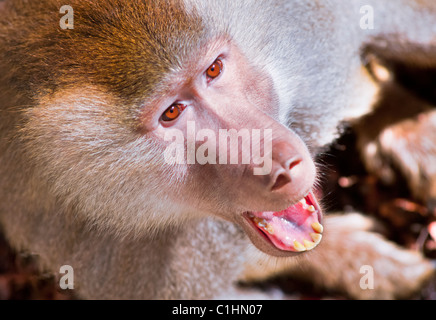 Eine männliche Papio Hamadryas Pavian bellt aggressiv. Stockfoto