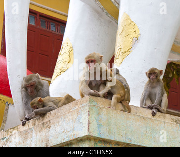 Makaken Affen mit Kleinkind, Taung Kalat, Mount Popa, Myanmar Stockfoto