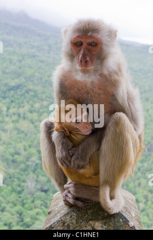 Makaken-Affen mit Kleinkind, Taung Kalat, Mount Popa, Myanmar Stockfoto
