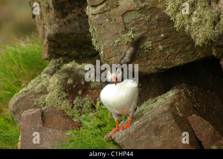 Puffin aufgeblasen Stockfoto