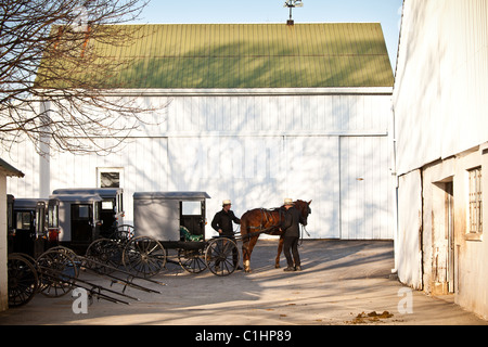 Amische Männer sichern Sie ihrem Pferd Buggy in einem Stall in Gordonville, PA. Stockfoto