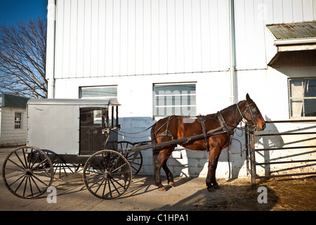 Amische Pferd Buggy in einem Stall in Gordonville, PA. Stockfoto