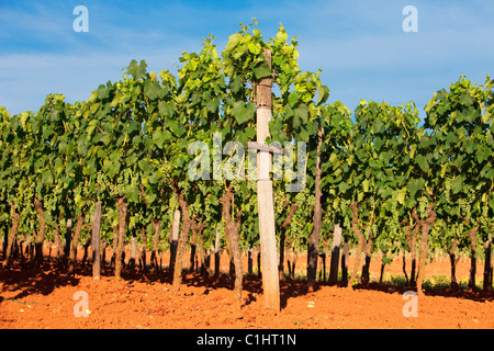 Kroatien, Istrien - Weinberg auf istrische Landschaft im Sommer Stockfoto