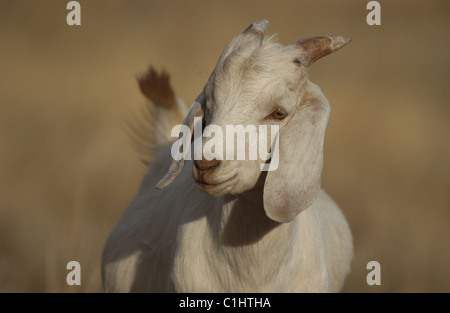 Porträt einer weiblichen (Nanny) Hausziege (Capra aegagrus hircus) Westaustralien. Stockfoto