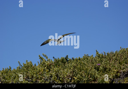 Gezügelte Tern im Flug, Penguin Island, Western Australia. Stockfoto