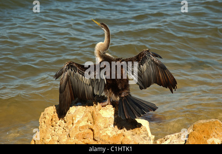 Ein Darter Vogel (Anhinga melanogaster) an der Küste Felsen ihre Flügel trocknen, Western Australia. Schlangenhalsvögel werden auch als Schlange Vögeln bekannt. Stockfoto