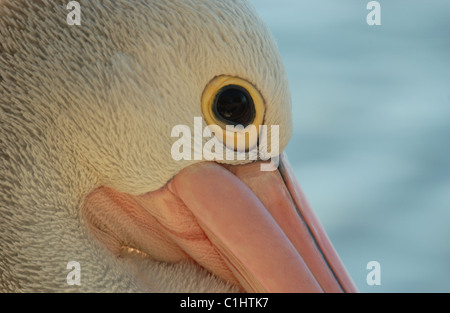 NAHAUFNAHME EINES KOPFSCHUSSES EINES AUSTRALISCHEN PELIKANERS (PELECANUS CONSPICILLATUS) WESTAUSTRALIENS. Stockfoto