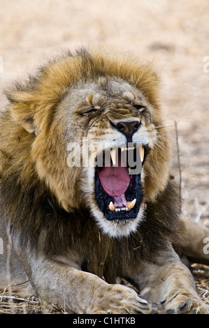 Afrikanische Löwen auf einer Safari, Tansania, Afrika Stockfoto